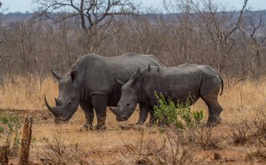 Fototapeta premium White Rhino in South Africa
