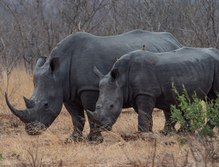 White Rhino in South Africa