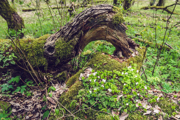 Fototapeta na wymiar Common wood sorrel plant in forest complex called Kampinos near Warsaw, Poland