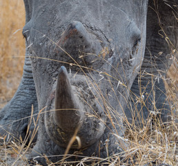 Obraz premium Rhino in South Africa