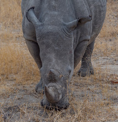 Obraz premium Rhino in South Africa