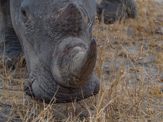 Obraz premium Rhino in South Africa