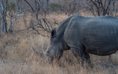 Rhino in South Africa