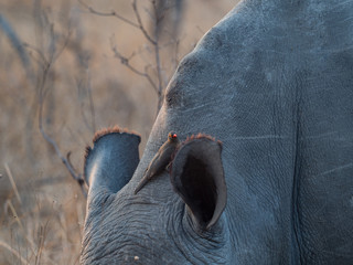 Rhino with Oxpeckers