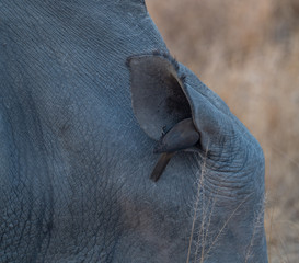 Rhino with Oxpeckers
