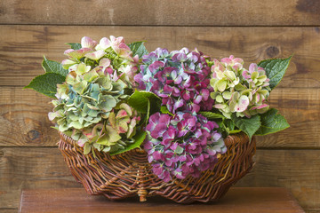 hortensia flowers, Hydrangea macrophylla
