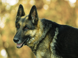 Dog. German shepherd