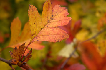 autumn leaf