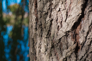 Bark, close up details of forest