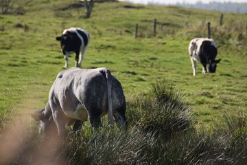 Cows grazing in a field of grass in the Netherlands