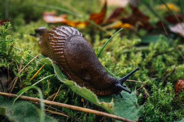 Brown slug or snail
