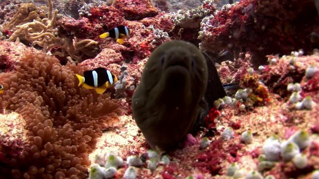 Moray eel and anemone actinia with clown fish underwater on seabed. Unique amazing video footage. Abyssal relax diving. Natural aquarium of sea and ocean. Beautiful animals.