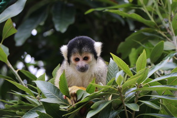 Obraz premium 動物園のリスザル