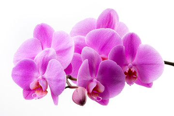 Obraz na płótnie Canvas Pink orchid isolated on white background. Closeup.