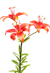 Beautiful daisy flowers isolated on  background