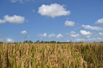 The rice field in Ubud - Bali, Indonesi9a