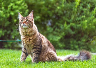Naklejka na ściany i meble Black tabby Maine Coon cat with leash sitting on green grass in park. Pets walking outdoor adventure. 