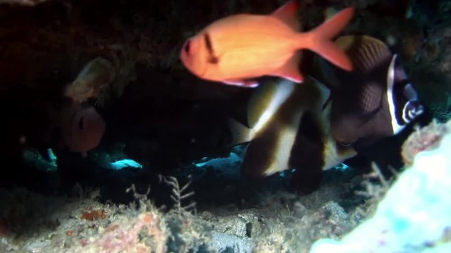 School of fish underwater on background of reflection sun seabed in Maldives. Unique amazing video footage. Abyssal relax diving. Natural aquarium of sea and ocean. Beautiful animals.