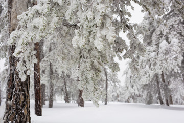 Winter forest with snow on trees