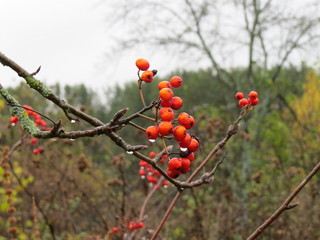 Beautiful, useful berry Kalina! (The Vast Russia! Sergey, Bryansk.)