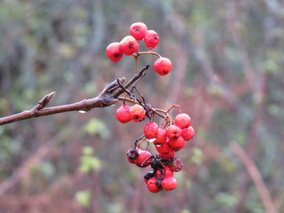 Beautiful, useful berry Kalina! (The Vast Russia! Sergey, Bryansk.)