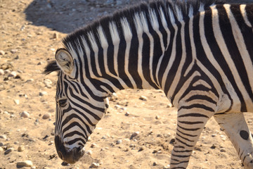 Fototapeta na wymiar Animal - Zebra