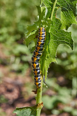 Voracious caterpillar on a leaf .