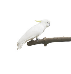 white parrot isolated
