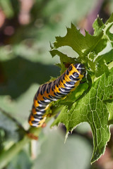 Voracious caterpillar on a grass.