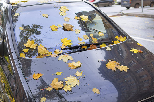 Autumn leaves covered car