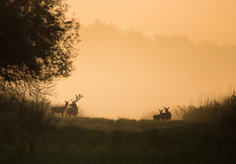 Silhouette of red deer and hinds on meadow