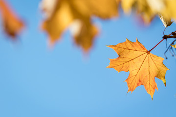 Naklejka na ściany i meble Autumn maple leave background close up and vibrant color
