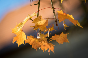 Autumn maple leaves with vibrant colors