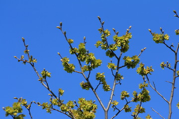 Elm tree, bud and samara, Ulmus