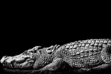Crocodile is sleeping. black and white.