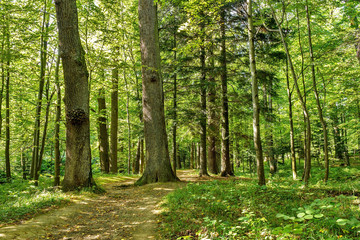 forest trees. nature green wood backgrounds Sunny Day