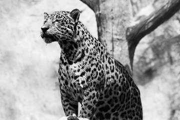 Leopard is happy in nature black and white.
