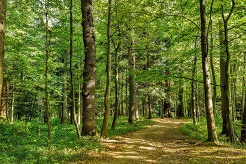 Fototapeta na wymiar Path Road Way Pathway On Sunny Day In Summer Sunny Forest at Sunset or Sunrise. Nature Woods in Sunlight