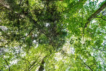 Sunlight goes through green forest Sunny Day.