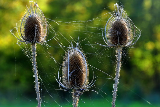 Wilde Karde mit Spinnenweben vor laubgr&uuml;nem Hintergrund
