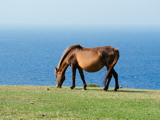 与那国馬
