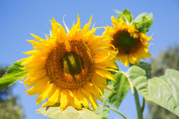 Yellow sunflower flower close-up summer day