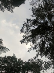 the tops of pine trees, view from below