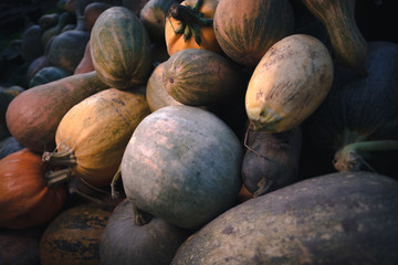 Autumn harvest of pumpkins still life of multi-colored.