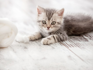 Fototapeta na wymiar Curious gray kitten