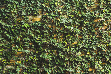 Green tree on the red brick wall.