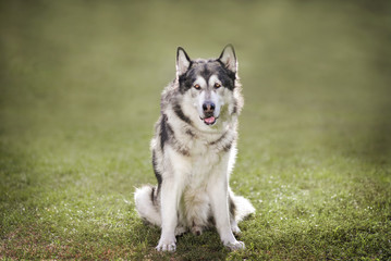 Malamute sits on the grass and looks forward.