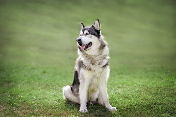 Beautiful Alaskan Malamute sits on the grass.