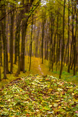 Photo of orange autumn forest with leaves and road