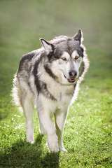 Naklejka na ściany i meble The dog malamute is obedient and true to the master.